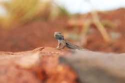 Common Side-blotched Lizard (Uta stansburiana), closeup from ground level