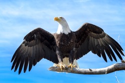 Bald Eagle landing on a large tree branch with wings extended