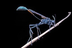 Sleeping Mud dauber wasp on dead branch, Night macro photography 