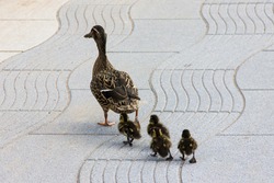 duck with ducklings.walk in city