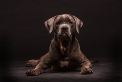 Cane corso, dog on the black background
