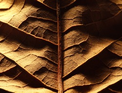 Dried leaf; fine details and very high-res for backgronds.