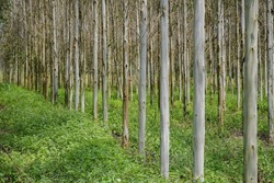 Eucalyptus tree forest nature landscape, tree plants for paper industry.