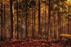Black Forrest in Germany. Orange Evening Sun shines through the golden foggy forest Woods. Magical Autumn Forrest. Colorful Fall Leaves. Romantic Background. Sunrays before Sunset. Landscape format
