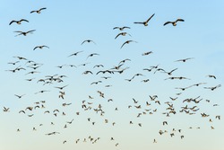 Flock of black-headed gulls in the evening sun on blue sky