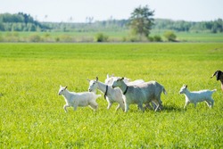 herd of white goats in green grassy meadow in summer