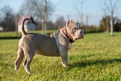 A pocket Lilac color male American Bully puppy dog is walking.