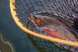 Beautiful male brook trout in spawning colors in vintage wooden net