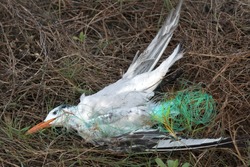 The bird died. Seagull tangled in the fishing line
