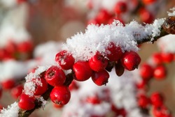 Red Cotoneaster berries with freshly fallen snow