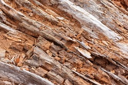 Brown Rotted Wood log for background use