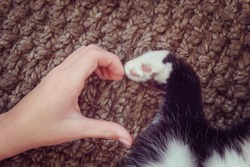Person's hand and a cat's paw making a heart shape.  Instagram toned effect.