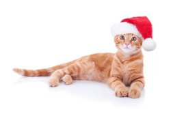 Cute merry Christmas winter pet kitten ginger cat dressed up and wearing Santa Claus hat costume isolated white background for xmas, Chrismas or x-mas card. Happy animal wear clothes and laying down