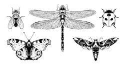 Insects: Aglais io (European peacock), fly, emperor dragonfly (Anax imperator), ladybug, oleander hawk-moth. Highly detailed vector hand drawn illustrations.