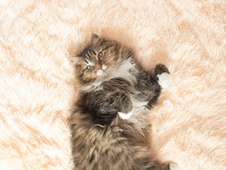 young fluffy ginger Siberian cat lying on bed looking up and relaxing, concept lovely pets, top view