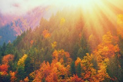 Fall forest landscape in mountains. Autumn nature landscape background in fall forest scenery view. Fall mountain park nature with autumn trees. Autumn red yellow colors fall foliage. Autumn landscape