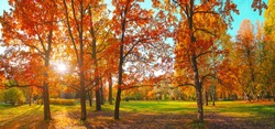 Autumn forest landscape. Gold color tree, red orange foliage in fall park. Nature change scene. Yellow wood in scenic scenery. Sun in blue sky. Panorama of a sunny day, wide banner, panoramic view.