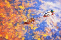 Two mallard ducks on a water in dark pond with floating autumn or fall leaves, top view. Beautiful fall nature . Autumn october season animal, landscape background. Vibrant red orange nature colors