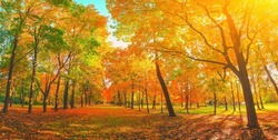 Autumn forest landscape. Gold color tree, red orange foliage in fall park. Nature change scene. Yellow wood in scenic scenery. Sun in blue sky. Panorama of a sunny day, wide banner, panoramic view
