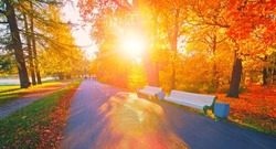 Autumn forest path. Orange color tree, red brown maple leaves in fall city park. Nature scene in sunset fog Wood bench in scenic scenery Bright light flare sun Sunrise sunny day, morning sunlight view