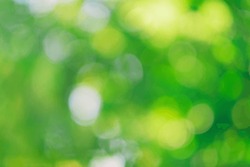 Green nature in spring eco garden. Summer abstract blurred background. Bush trees leaves. Light blurry out focus bokeh. Soft fresh bio plant. Sunny sky foliage park grass. Bright color sun day image
