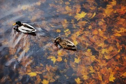 Two mallard duck on water in dark pond with floating autumn or fall leaves, top view. Funny pair pet sympathy, valentine romantic lovebird, forever inseparable, like nest, sweet romance, love concept