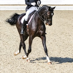 Dressage horse and rider in black uniform. Beautiful horse portrait during Equestrian sport competition, square.