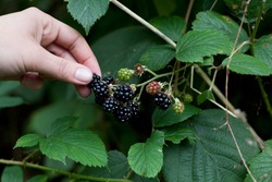 Foraging for wild food -  summer bramble bushes full of fruit. Blackberry are native plants for temperate regions of Europe, common food from the hedgerows. Woman hand picking the berries.