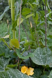 Three sisters companion planting  - beans with green pods climbing corn flower, pumpkins and squashes are shading the ground in the wild vegetable garden.