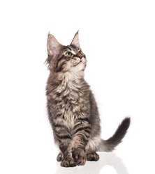 Fluffy Maine Coon kitten isolated over white background