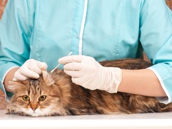 Beautiful adult siberian cat on the veterinary survey