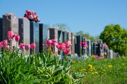 Aligned tombstones in a cemetery with pink tulips in front of the headstones.
