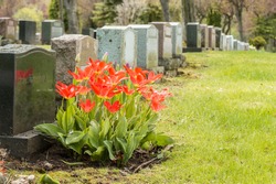 Headstones in a cemetery with many red tulips