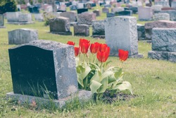 Headstones in a cemetary with many red tulips