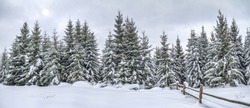 Rural winter landscape, panorama, banner - view of the snowy pine forest in the mountains