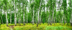 Birch grove with a road on sunny summer day, summertime landscape