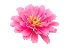isolated beautiful pink chrysanthemum flower on white background