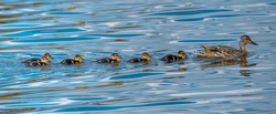 Mallard and ducklings in a row