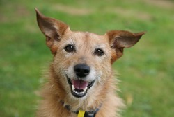 Cute scruffy terrier with a happy smile