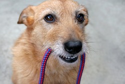 Cute scruffy terrier dog with the leash in her mouth, ready for a walk