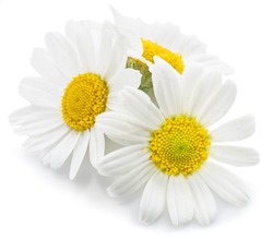 Chamomile or camomile flowers isolated on white background.