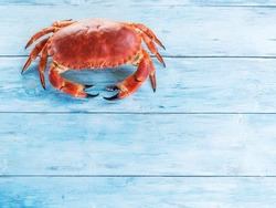 Cooked brown crab or edible crab isolated on the blue wooden table.