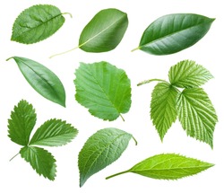Collection of garden leaves on white background. Green leaves isolated on a white background.