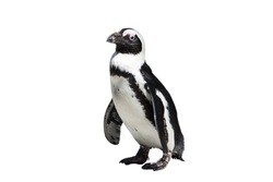 Spheniscus demersus - A penguin prevalent in South Africa, isolated against a white backdrop