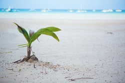 Coconut sprout growing on a white sand tropical beach