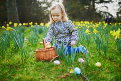 Three year old girl playing egg hunt on Easter. Child sitting on the grass with many narcissi and gathering colorful eggs in basket. Little kid celebrating Easter outdoors in park or forest