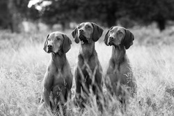 Black and white portrait of Hungarian Vizsla dogs sitting in long fall grass