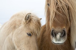 Portrait of Icelandic horses with long mane and forelock in winter