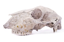 Close view of a skull of a sheep isolated on a white background.