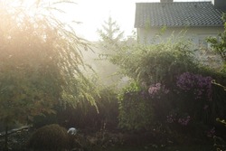 Foggy morning in the rural garden. Mist and roofs 
